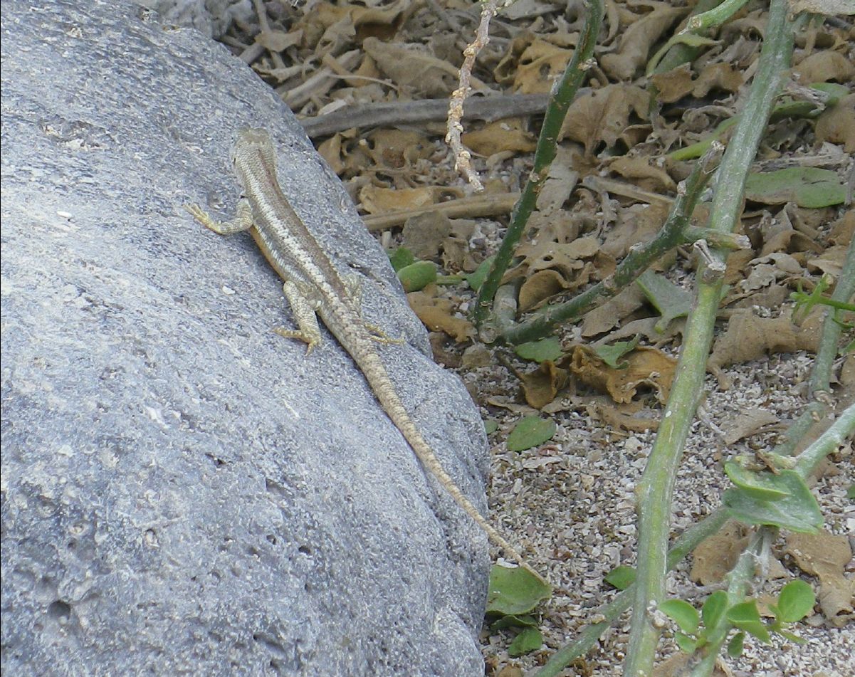 Lava Lizard101b